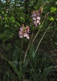 Orchis purpurea. Цветущие растения. Крым, Бахчисарайский р-н, окр. с. Малиновка, среди кустарников. 2 мая 2018 г.