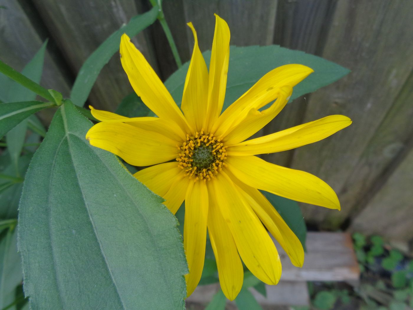 Image of genus Helianthus specimen.