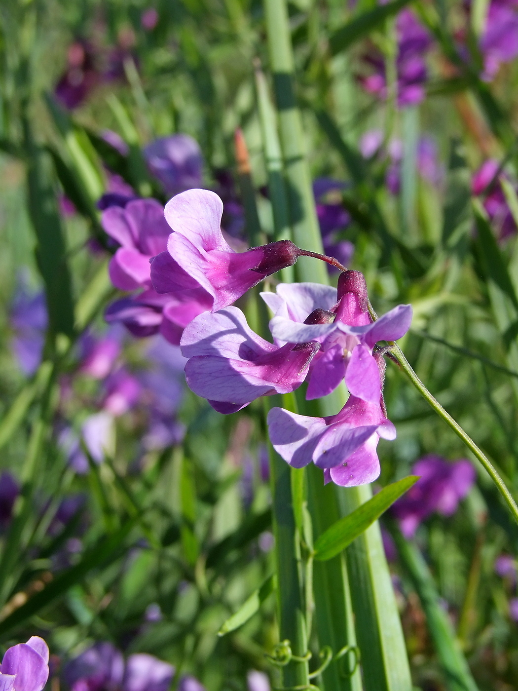 Image of Lathyrus pilosus specimen.