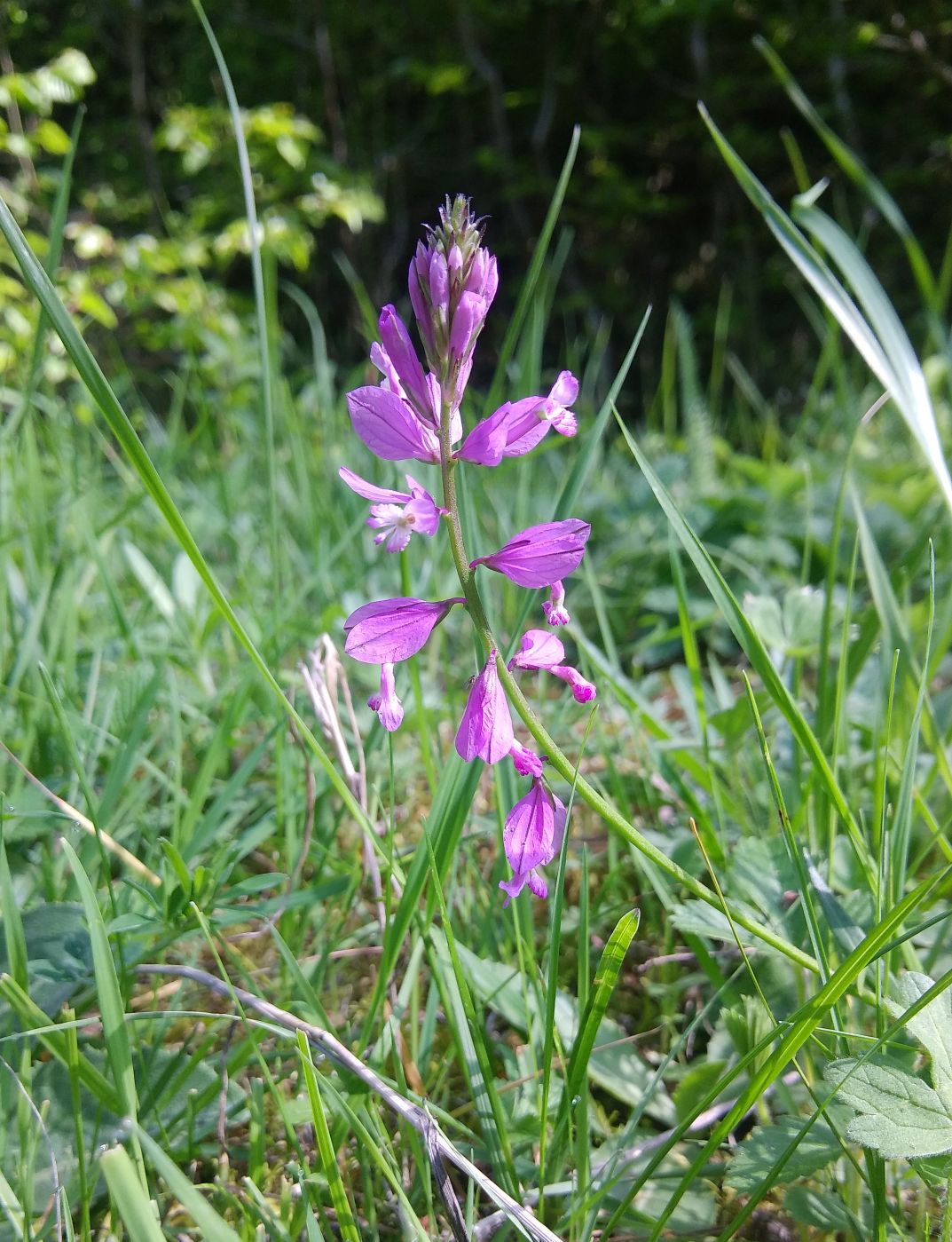 Image of genus Polygala specimen.