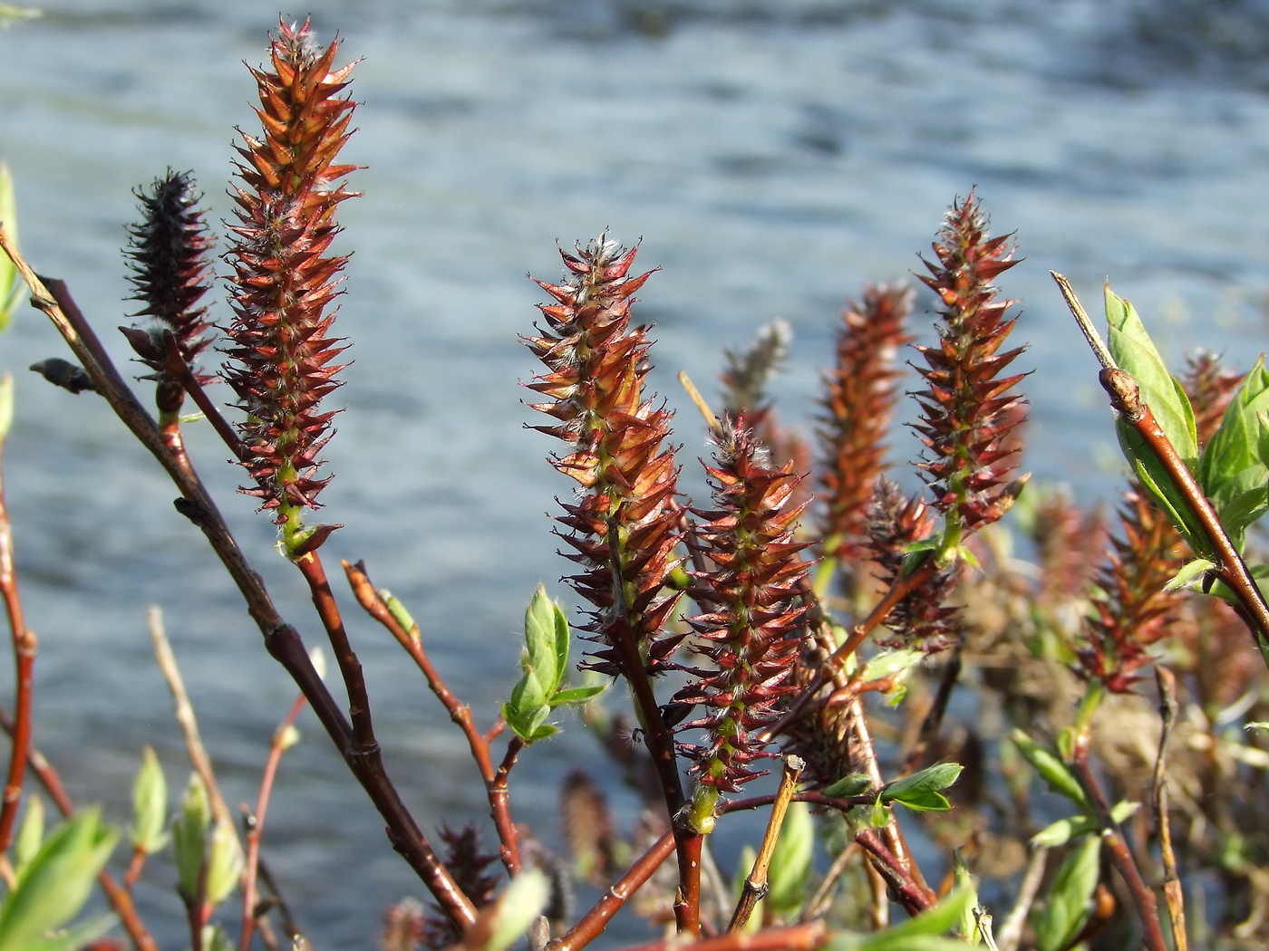 Image of Salix saxatilis specimen.