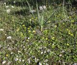 Ranunculus bullatus подвид cytheraeus. Цветущие растения. Республика Кипр, епархия Левкосия (επαρχία Λευκωσίας), г. Никосия (Λευκωσία), Национальный Лесной парк Аталасса (Εθνικό Δασικό Πάρκο Αθαλάσσας). 31.10.2018.