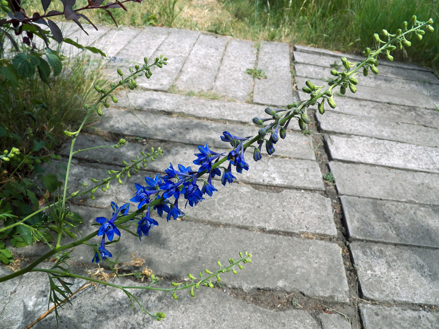 Изображение особи род Delphinium.