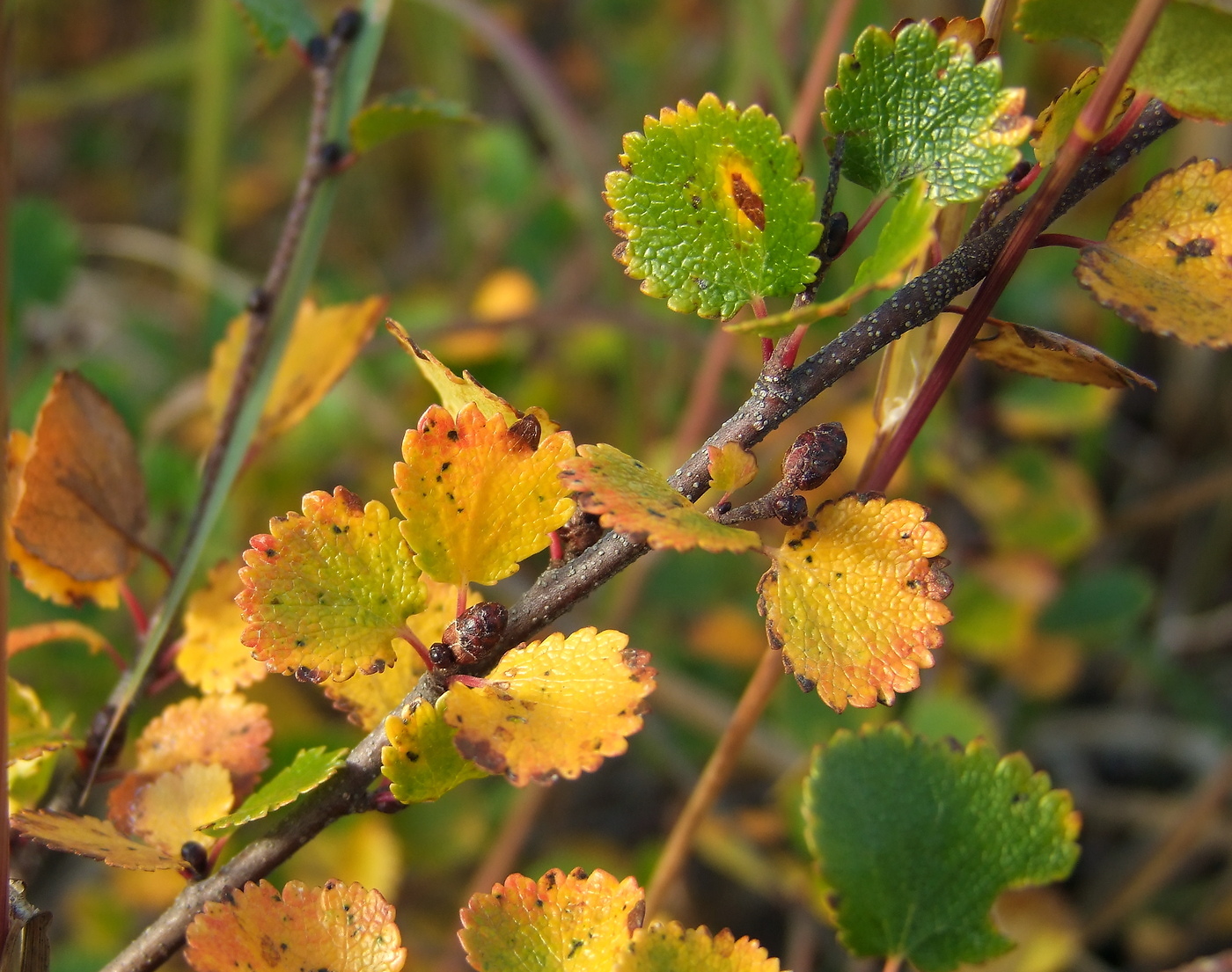 Изображение особи Betula exilis.