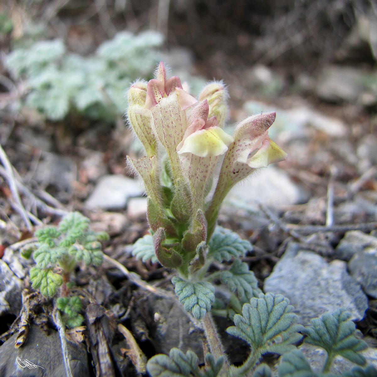 Изображение особи Scutellaria nepetoides.