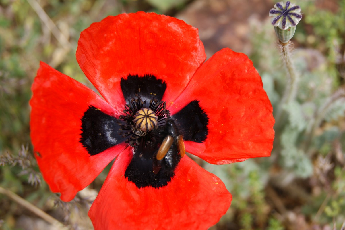 Изображение особи Papaver bipinnatum.