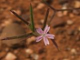 Image of taxon representative. Author is Сергей Свирин