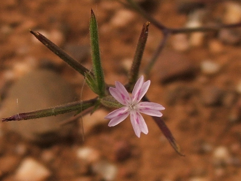 Image of Velezia rigida specimen.