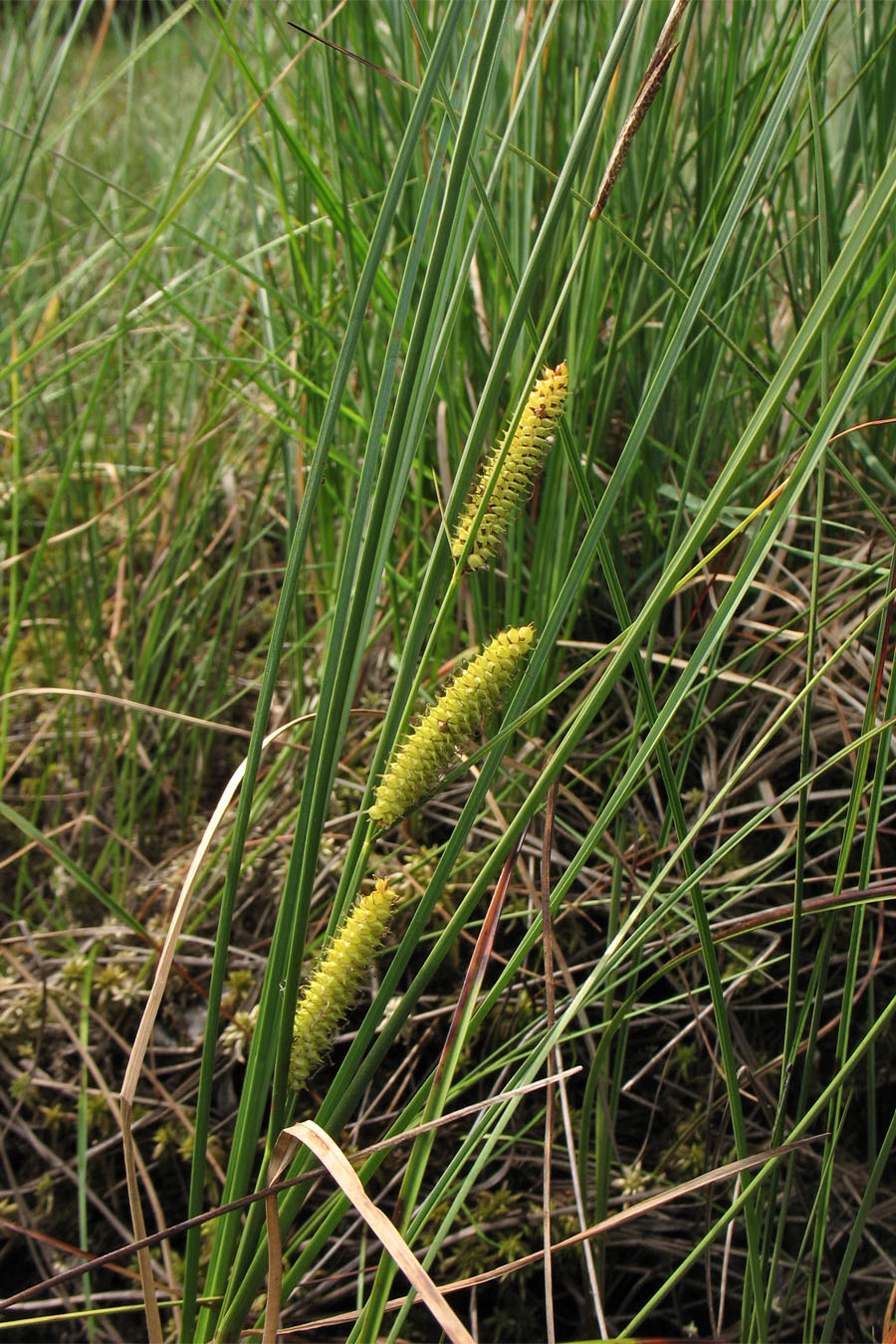 Изображение особи Carex rostrata.