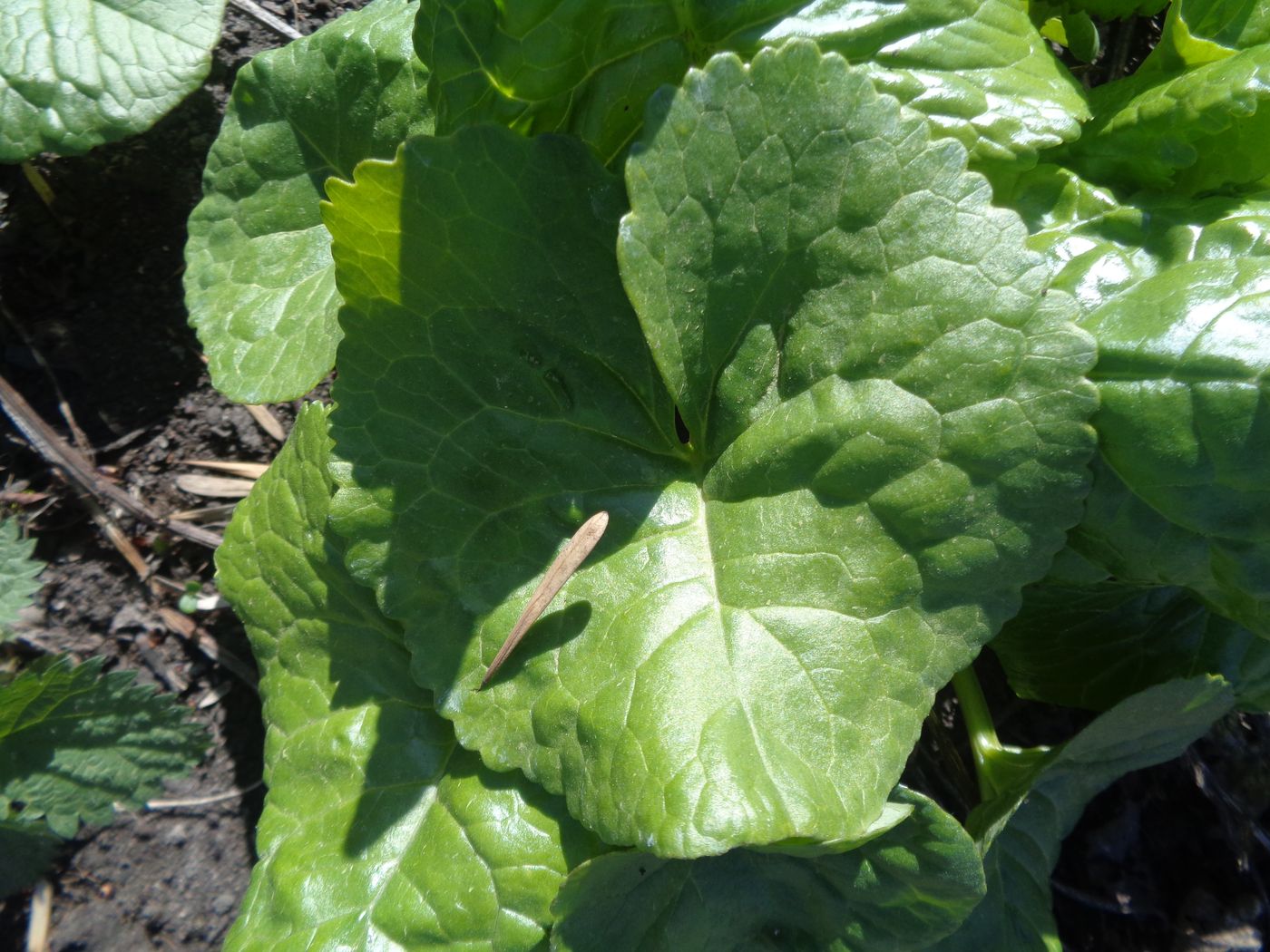 Image of genus Ligularia specimen.