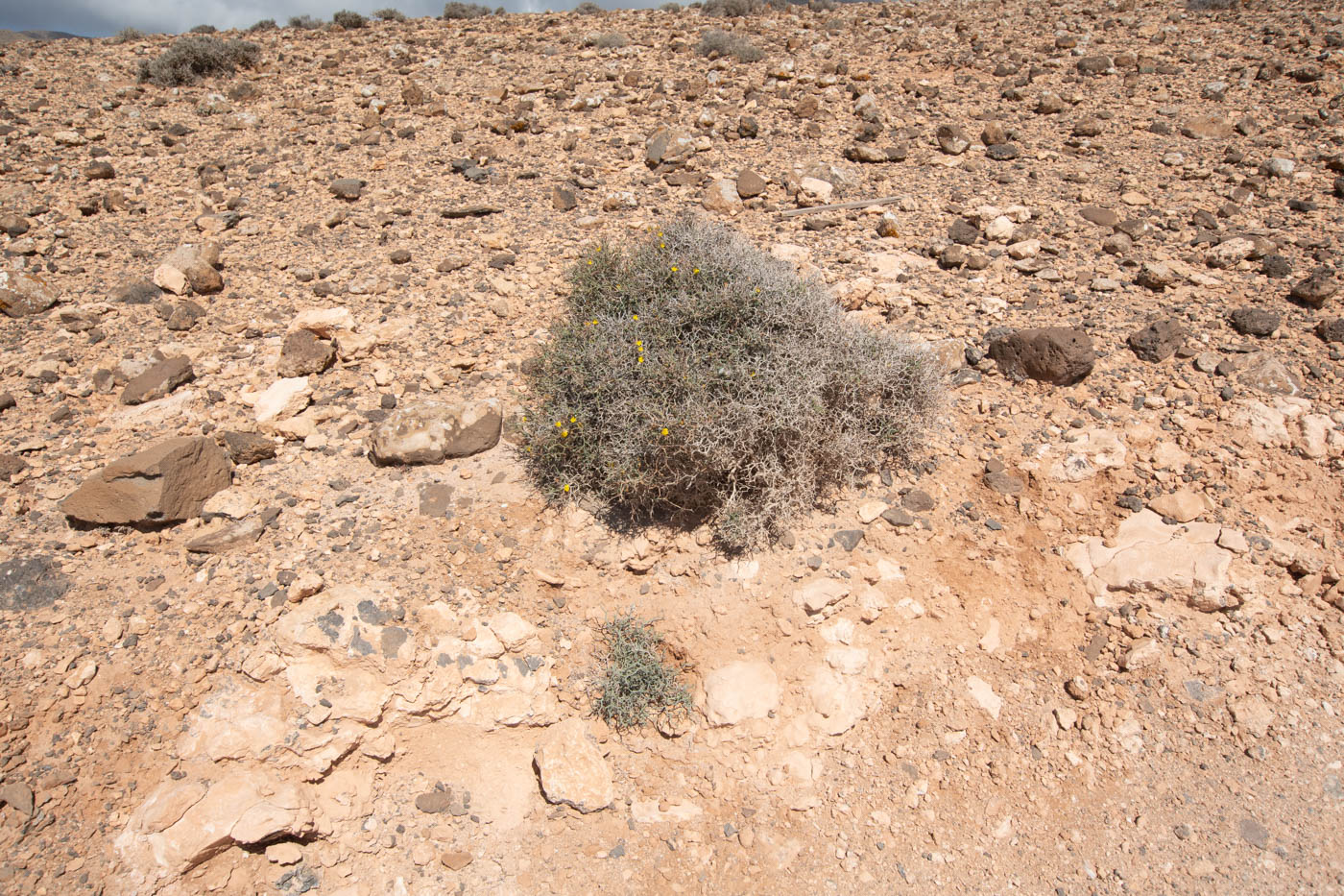 Image of Launaea arborescens specimen.