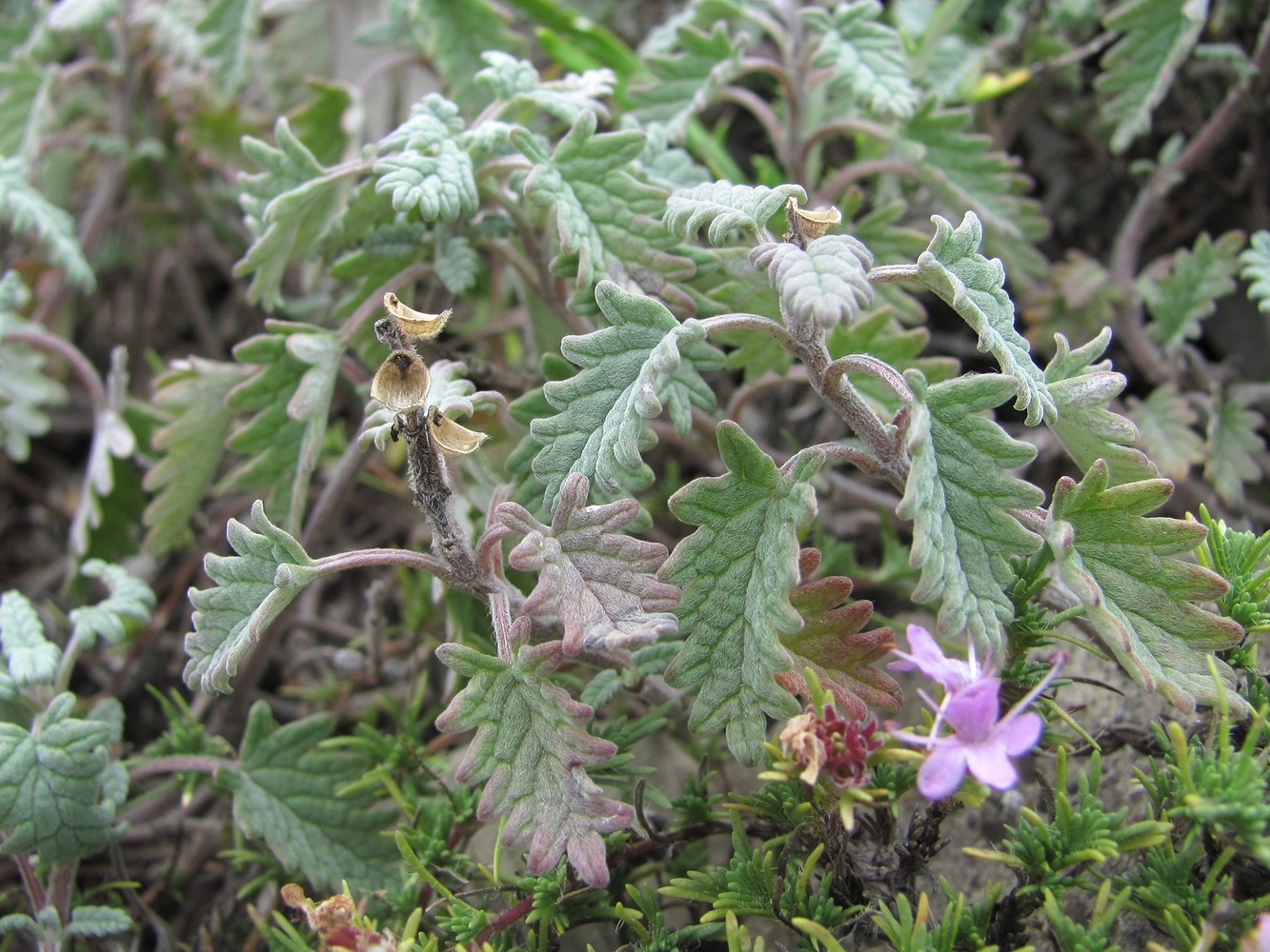 Image of Scutellaria novorossica specimen.