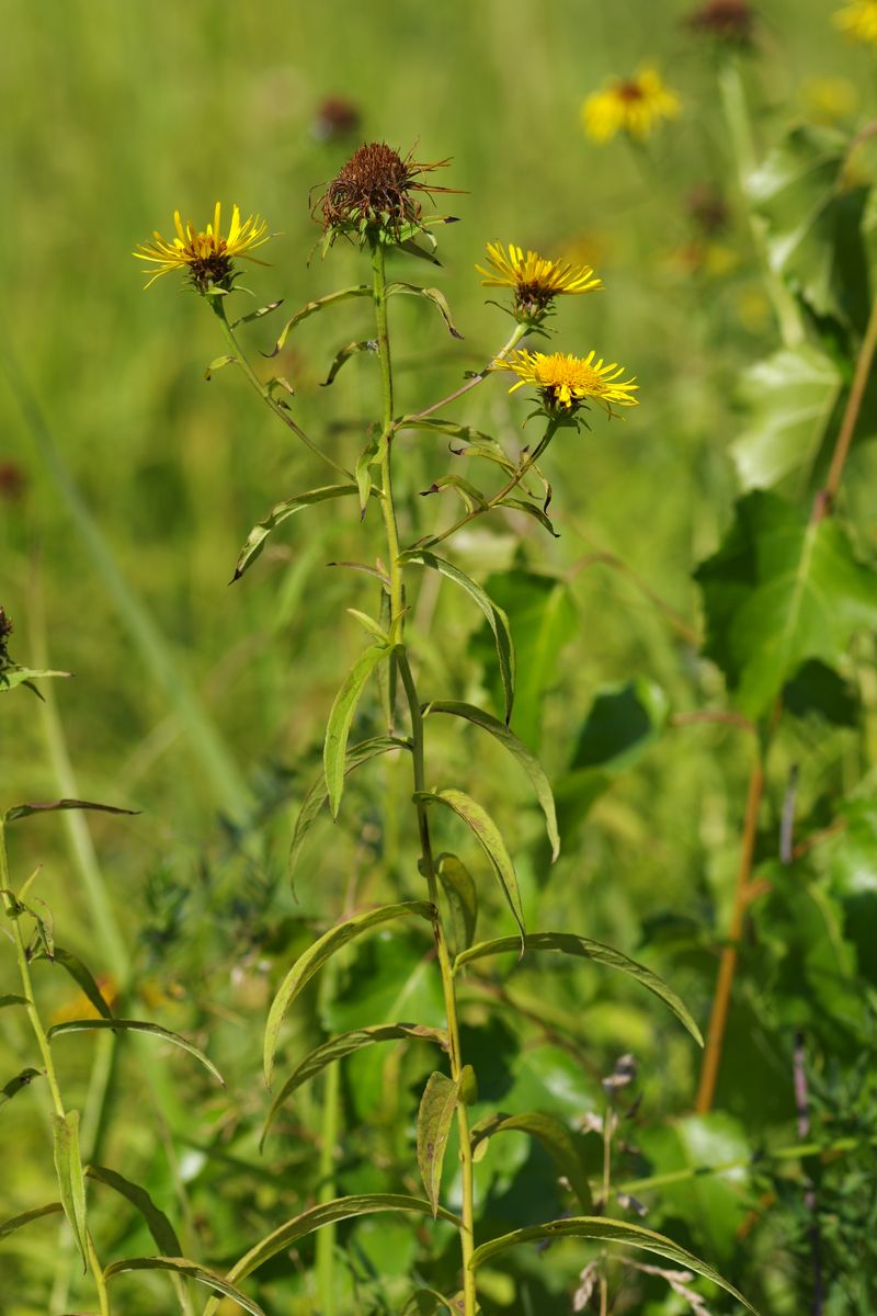 Изображение особи Inula salicina.