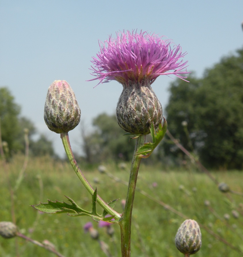 Image of Serratula coronata specimen.