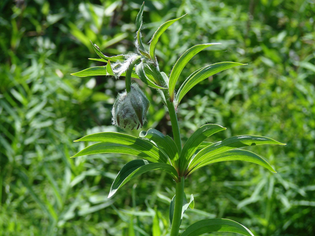 Image of Lilium pilosiusculum specimen.