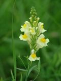 Linaria vulgaris. Соцветие. Иркутская обл, Слюдянский р-н, окр. пос. Култук, долина р. Култучная, луг. 25.07.2019.