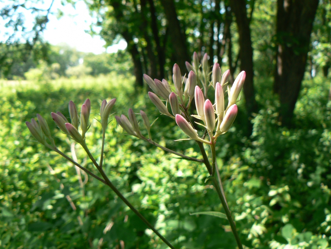 Image of Syneilesis aconitifolia specimen.