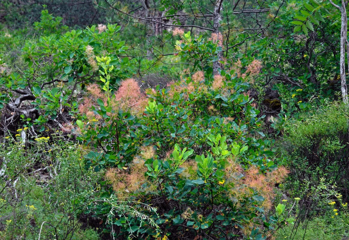 Image of Cotinus coggygria specimen.