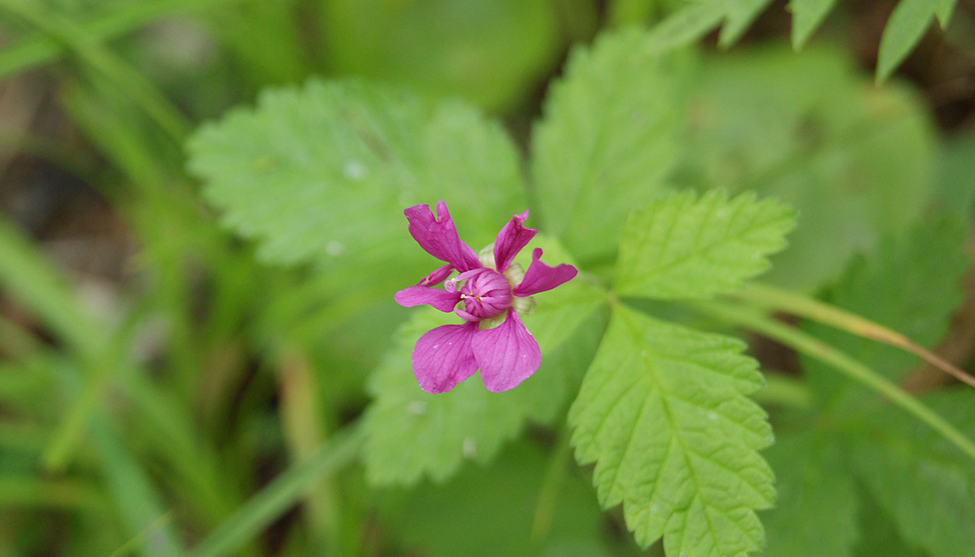 Image of Rubus arcticus specimen.