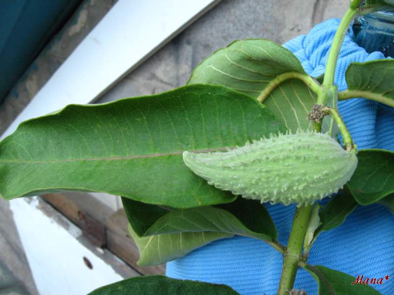 Изображение особи Asclepias syriaca.