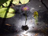 Nymphaea violacea