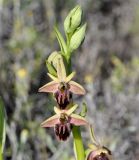 Ophrys mammosa