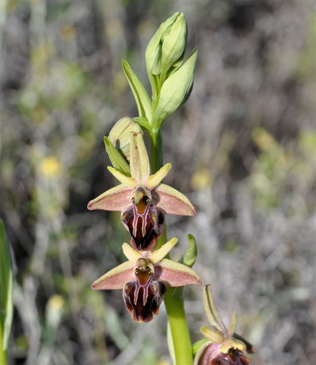 Изображение особи Ophrys mammosa.