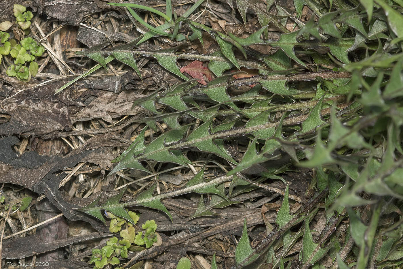 Image of genus Taraxacum specimen.