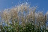 Miscanthus sinensis. Верхушки плодоносящих растений. Краснодарский край, МО город-курорт Сочи, Адлерский р-н, м-н Адлер, междуречье р. Мзымта и р. Псоу, Имеретинская низменность, Орнитологический парк, у пруда. 9 октября 2019 г.