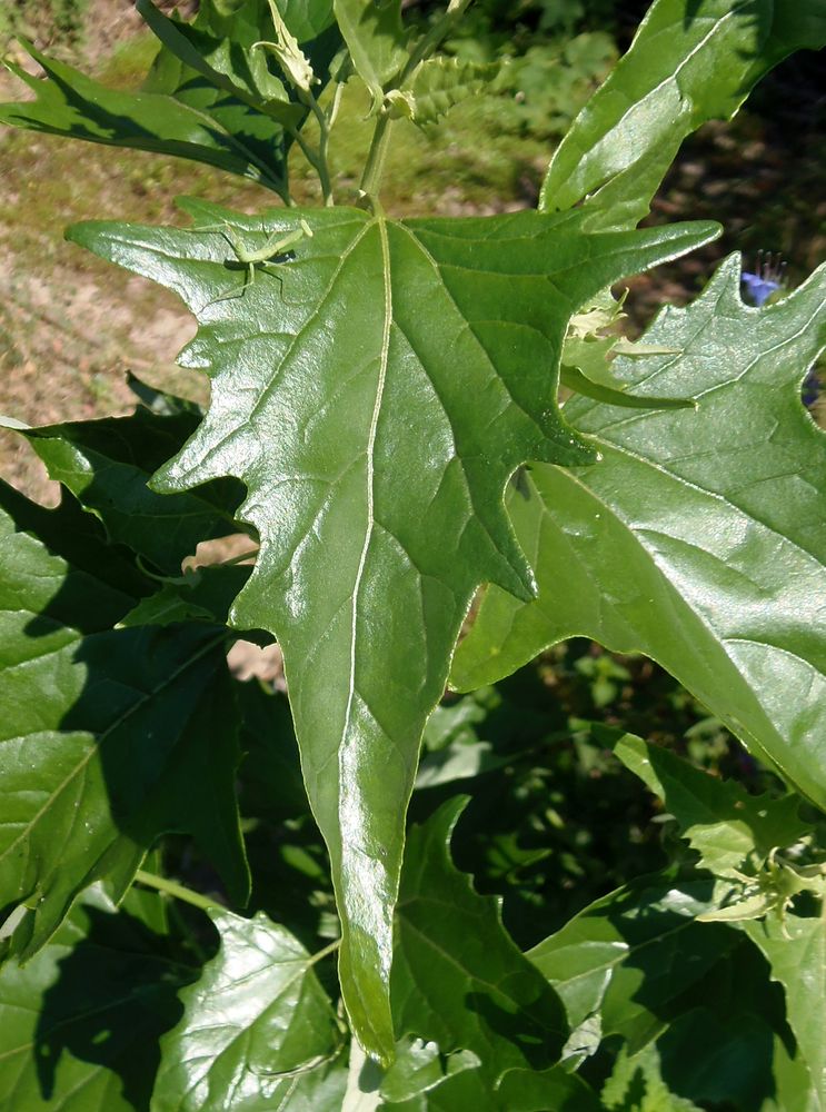 Image of Atriplex sagittata specimen.