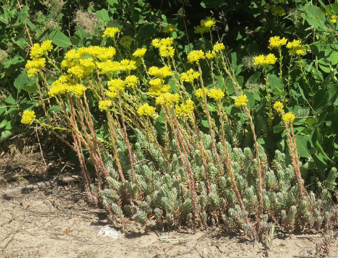 Image of Sedum reflexum specimen.