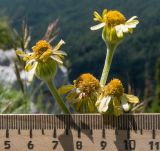 Tephroseris caucasigena. Отцветающие соцветия. Краснодарский край, Апшеронский р-н, гора Черногор, платообразная вершина, ≈ 1750 м н.у.м., субальпийский луг на карсте. 27.06.2020.