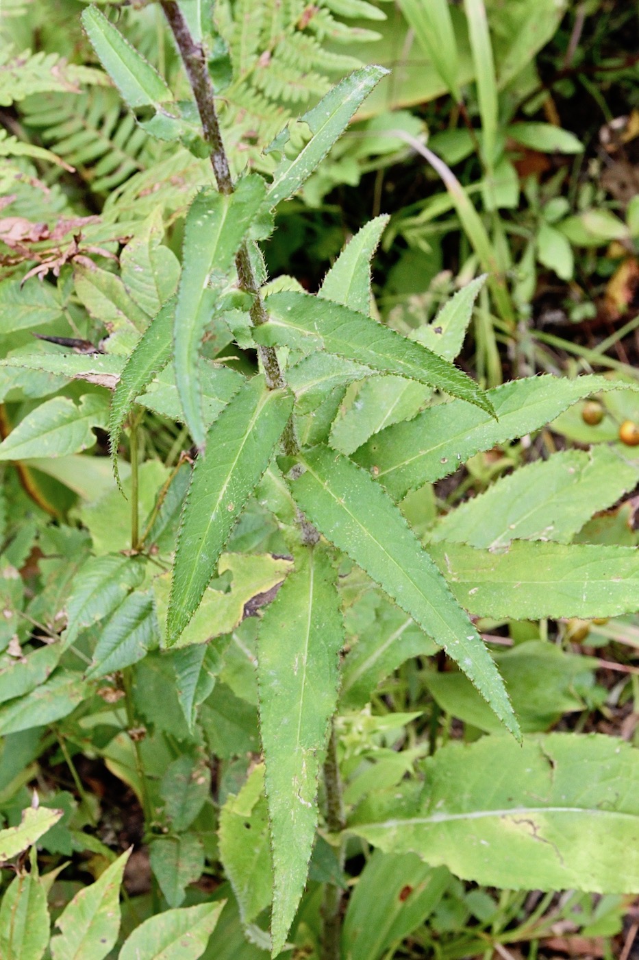 Image of Cirsium vlassovianum specimen.