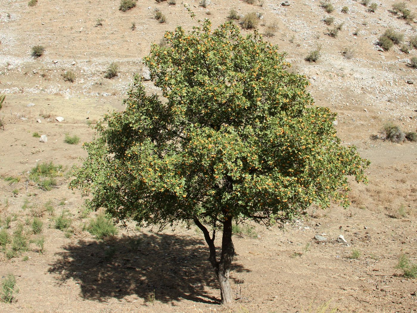 Изображение особи Crataegus pontica.