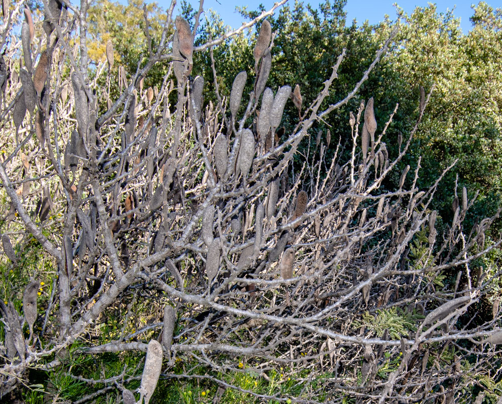 Image of Vachellia hebeclada specimen.