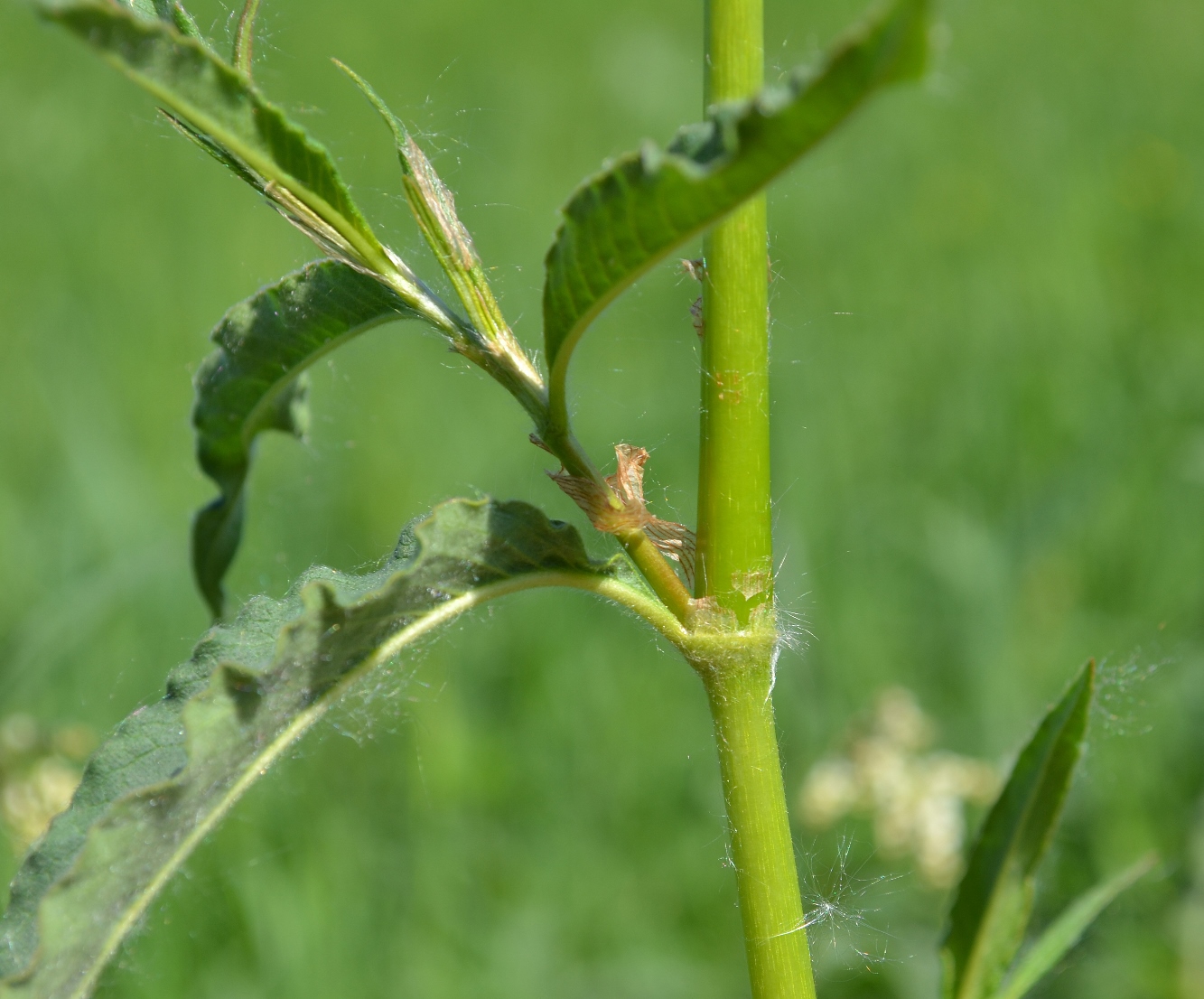 Изображение особи Aconogonon alpinum.