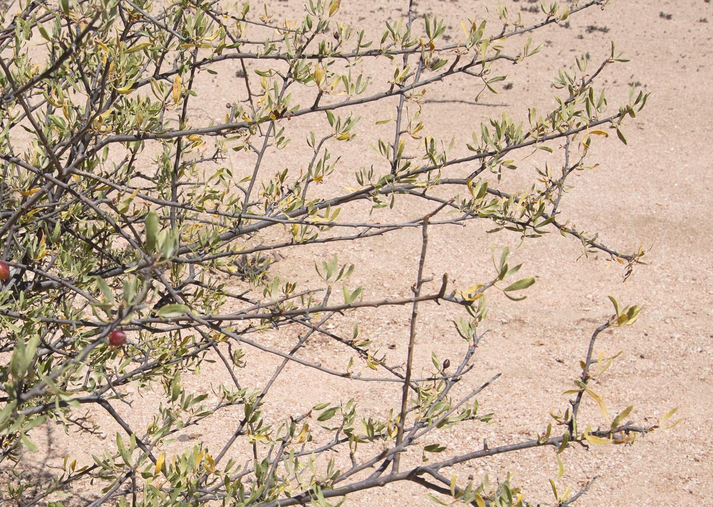 Изображение особи Commiphora oblanceolata.