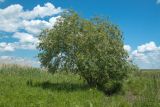 Salix &times; fragilis