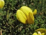 Ononis natrix подвид ramosissima. Верхушка побега с цветком. Греция, о. Родос, окр. мыса Прасониси, песчаный берег Средиземного моря. 9 мая 2011 г.
