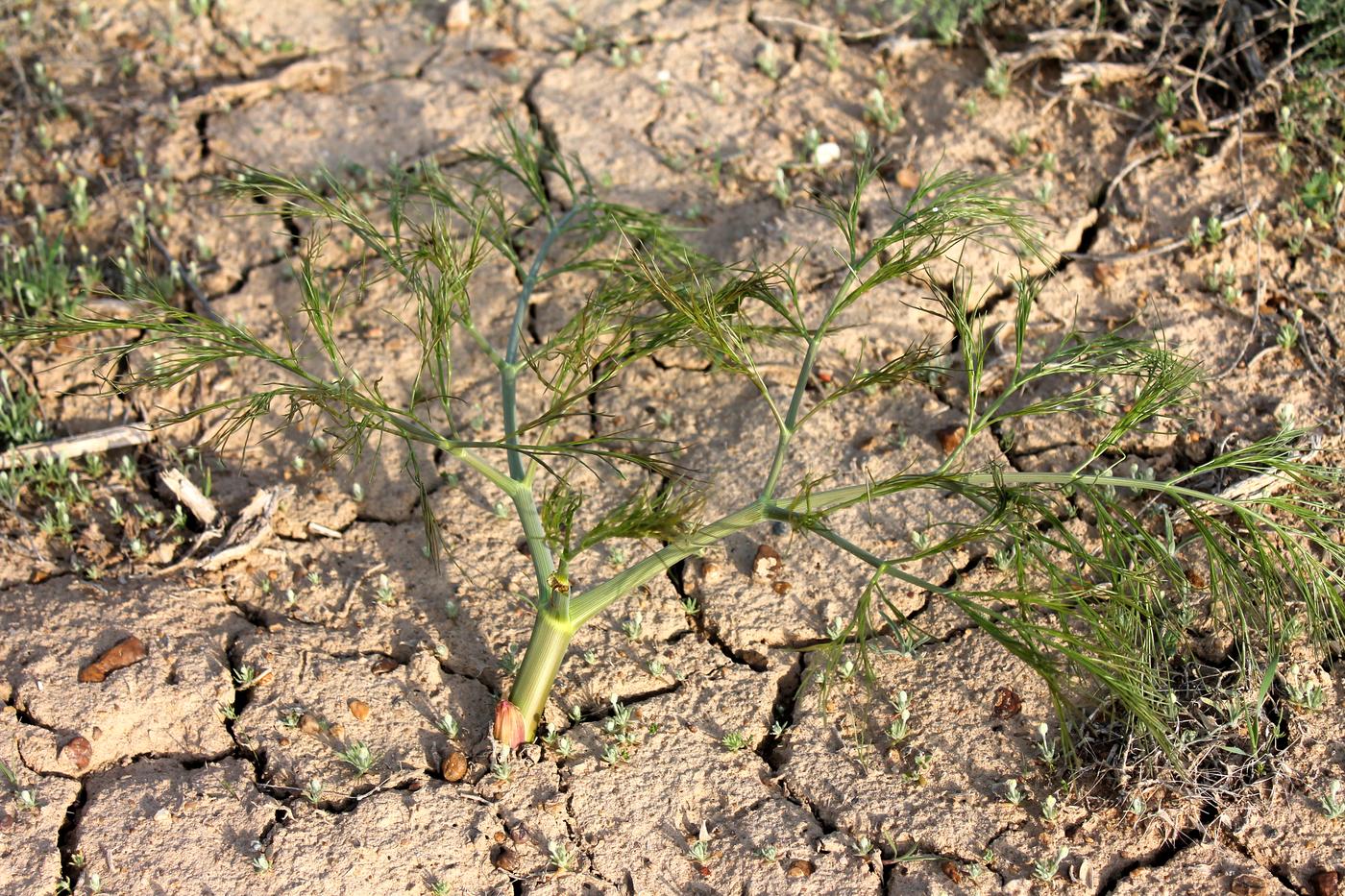 Изображение особи Ferula varia.