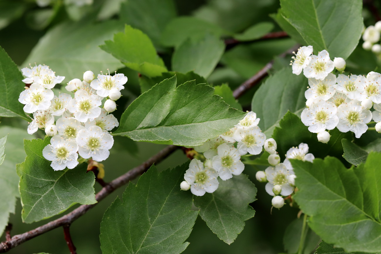 Image of Crataegus sanguinea specimen.