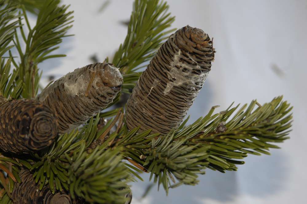 Image of Abies gracilis specimen.