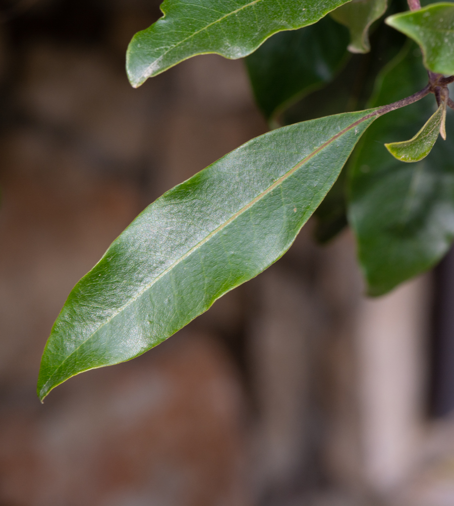 Image of Pittosporum undulatum specimen.