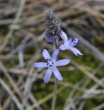 Image of taxon representative. Author is Роланд Цандекидис