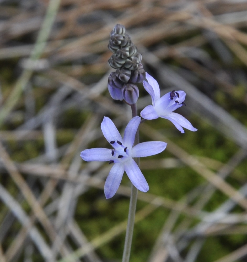 Image of Prospero autumnale specimen.