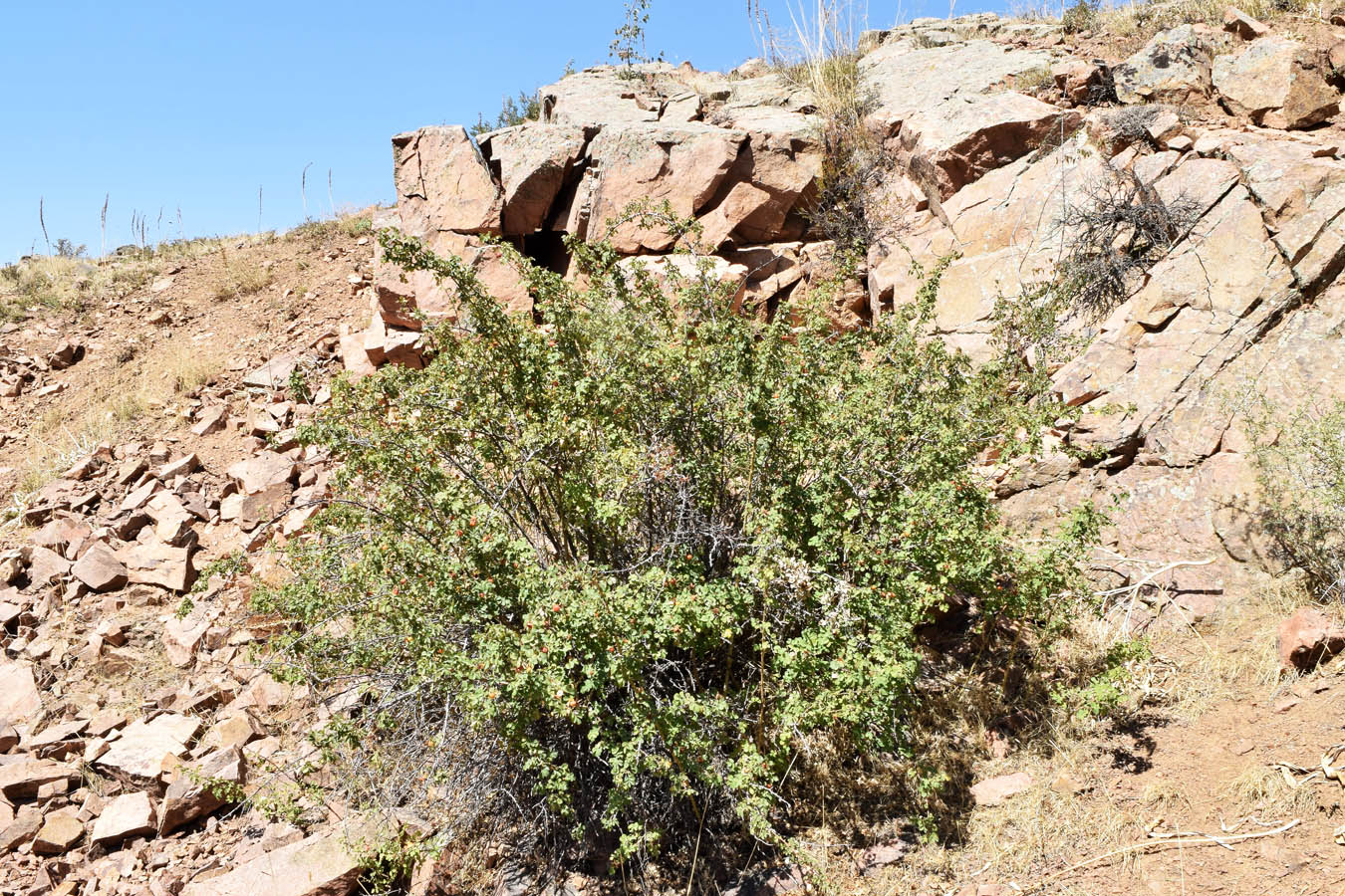 Image of Rosa fedtschenkoana specimen.