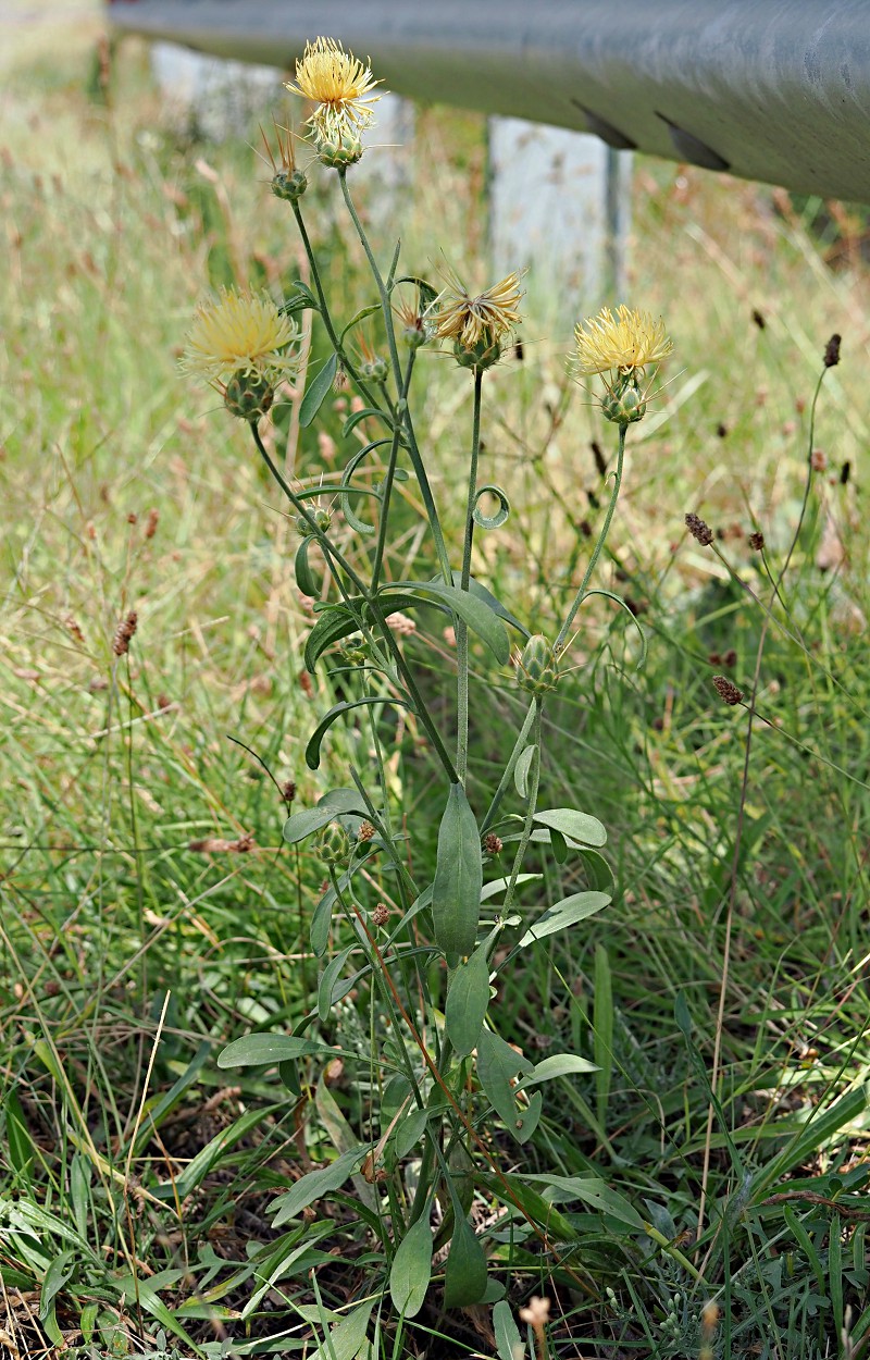 Image of Centaurea salonitana specimen.