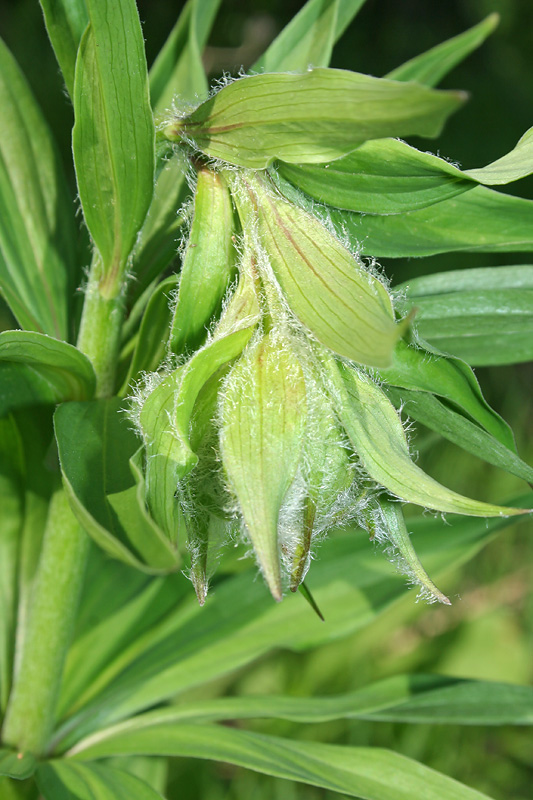 Image of Lilium pilosiusculum specimen.