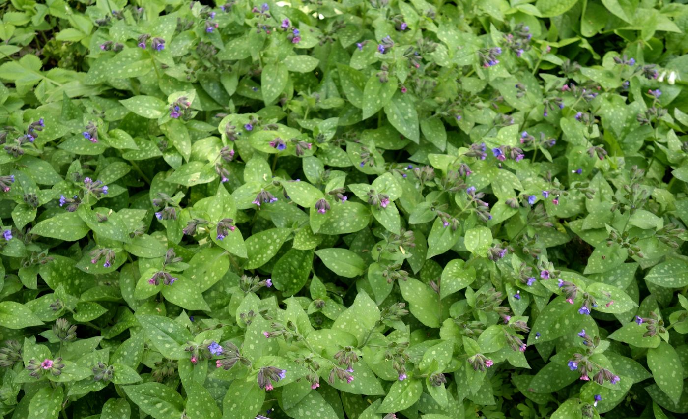 Image of Pulmonaria officinalis specimen.