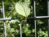 Actinidia kolomikta